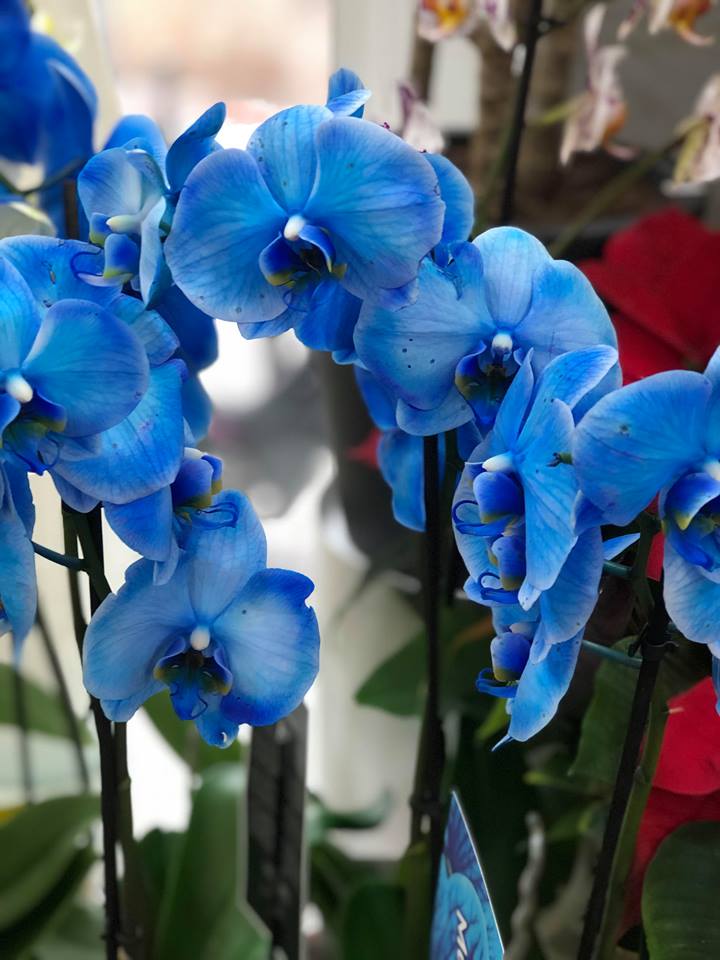 Ορχιδέα Φαλαίνοψις Μπλε Special - Image 2