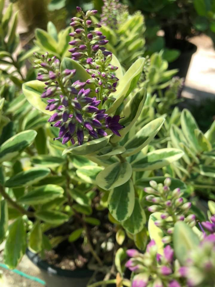 Βερονίκη - Image 2