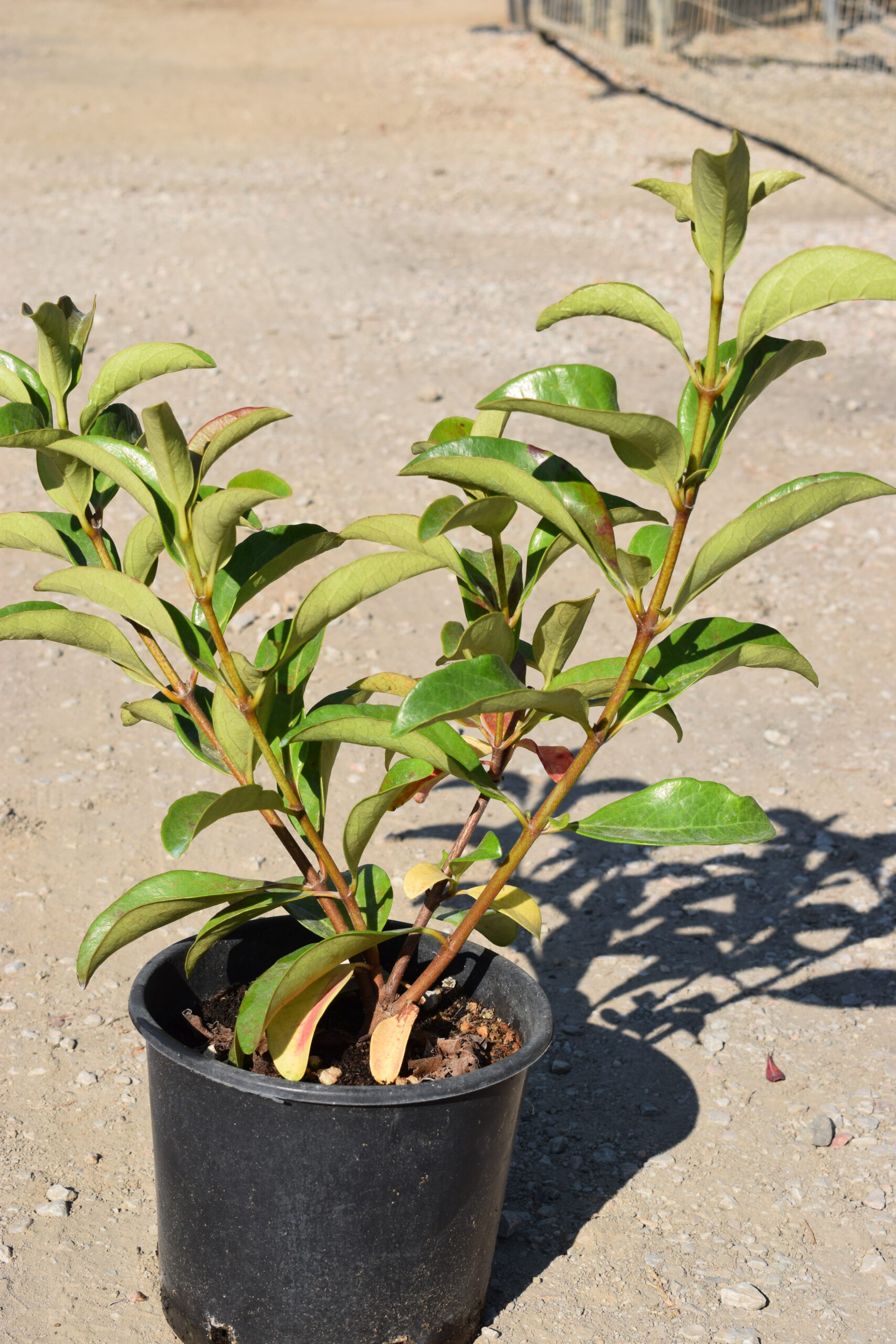 Βιβούρνο Λούσιντουμ