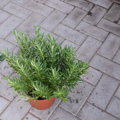 Δενδρολίβανο ορθόκλαδο