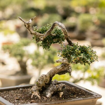 Μπονσάι Ελιάς 11