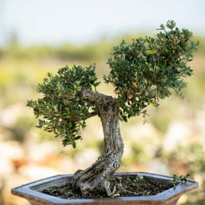 Μπονσάι Ελιάς 51