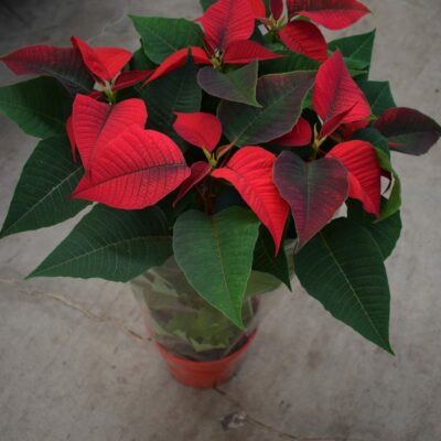 Ποϊνσέττια (Αλεξανδρινό)