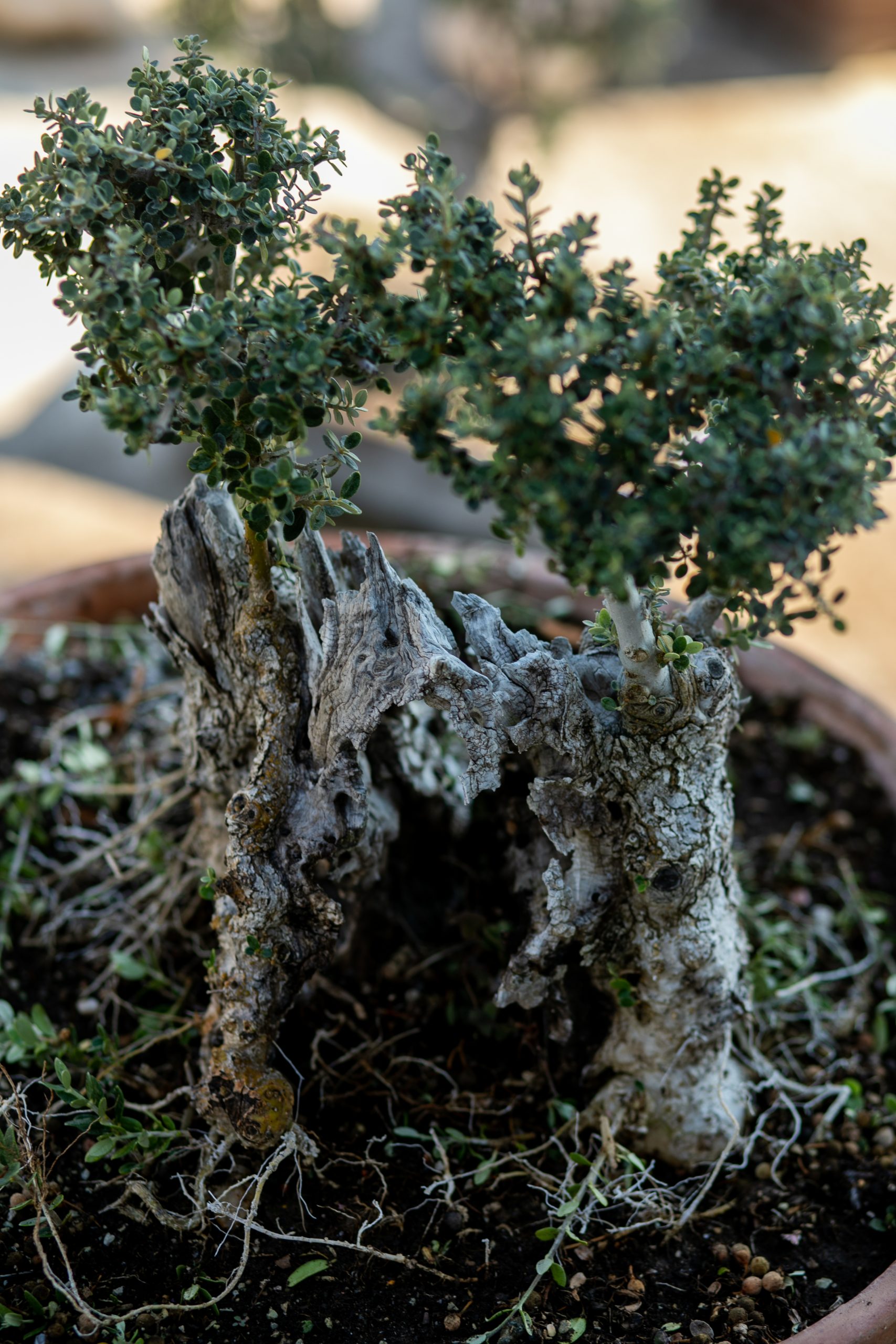 Μπονσάι Ελιάς 55 - Image 4