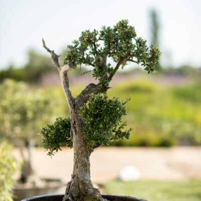 Μπονσάι Ελιάς 37