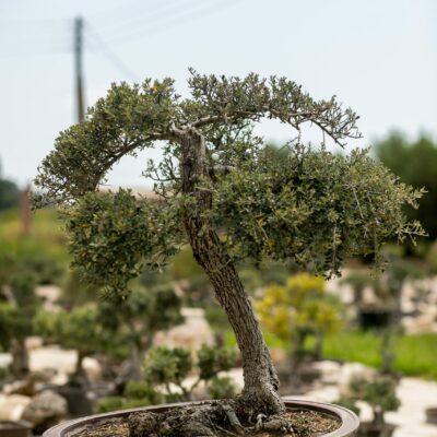 Μπονσάι Ελιάς 23