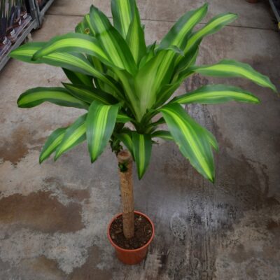 Δράκαινα Λέμον Λάιμ