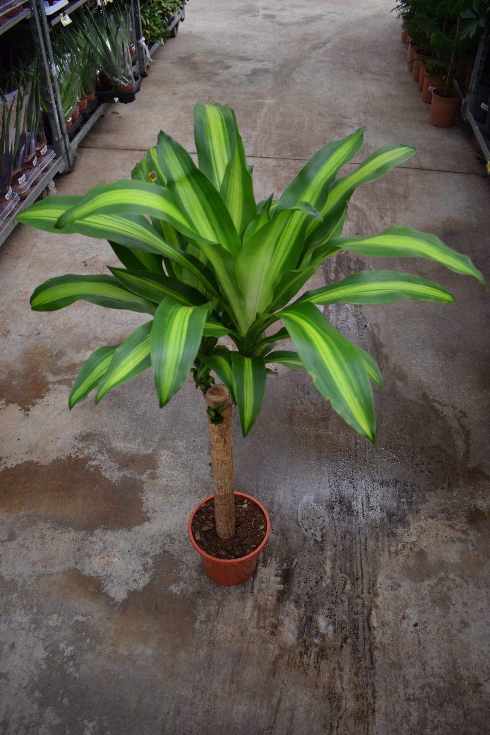 Δράκαινα Λέμον Λάιμ