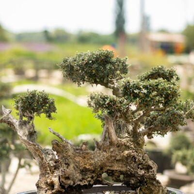 Μπονσάι Ελιάς 9