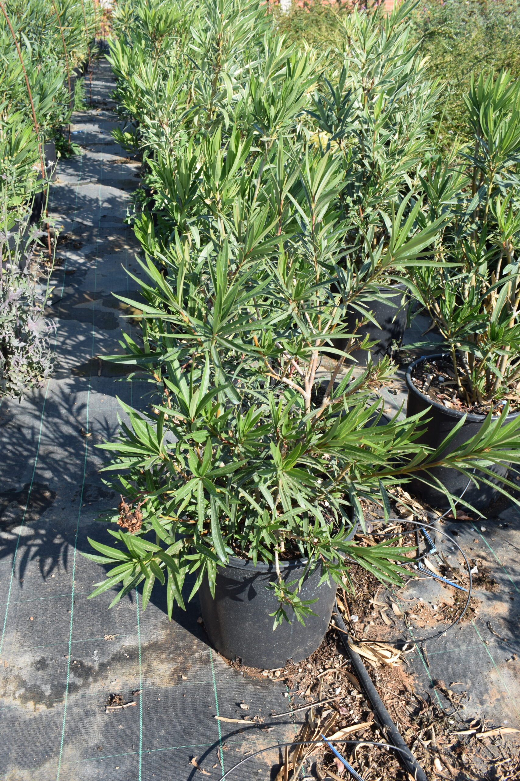 Πικροδάφνη - Image 2