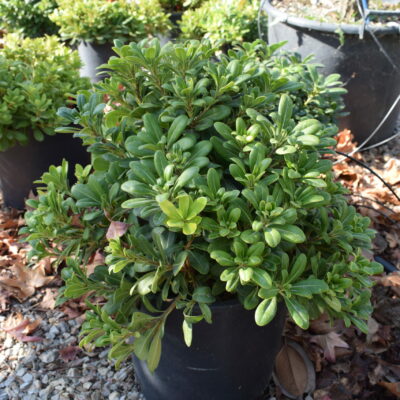 Αγγελική Νάνα