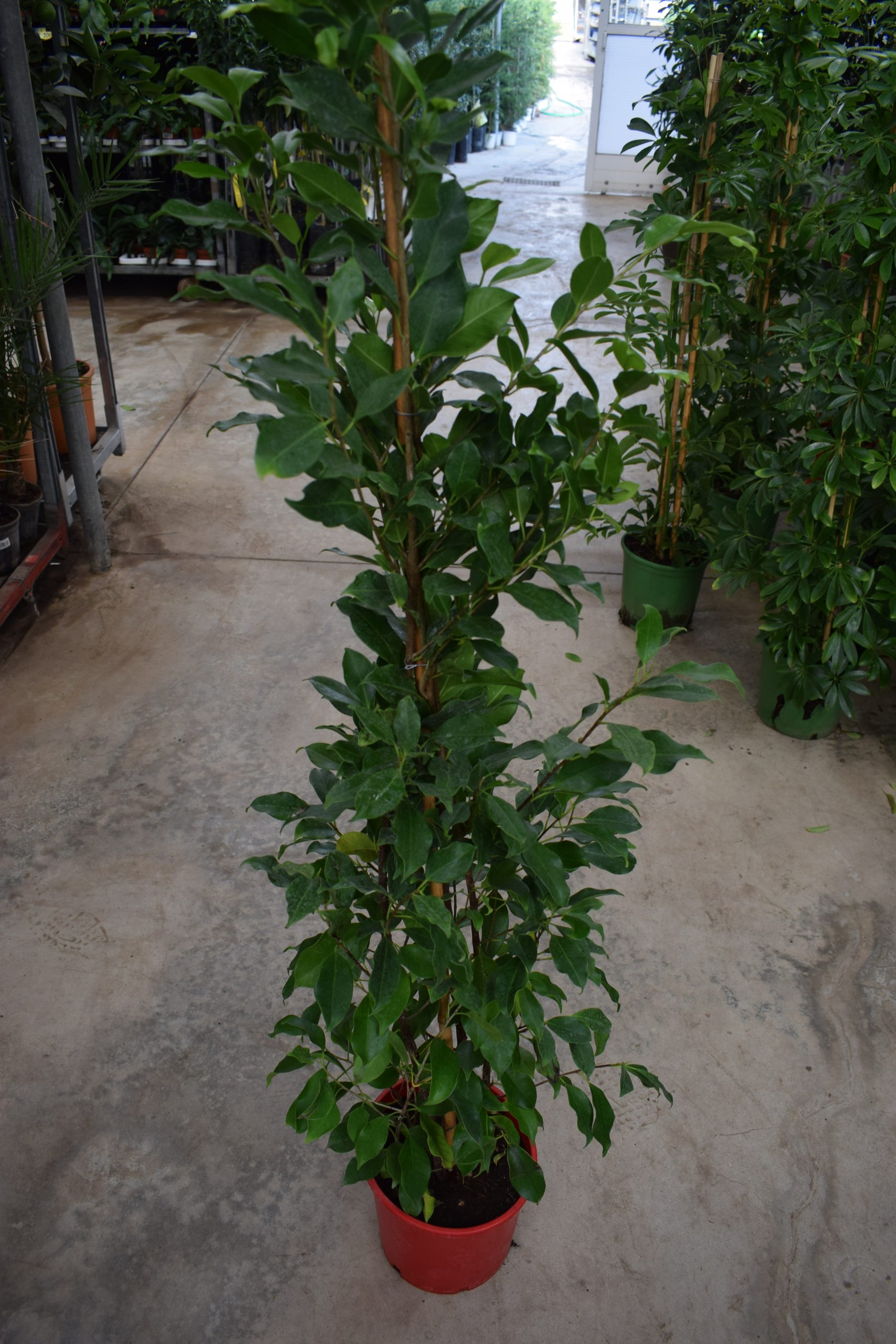 Σεφλέρα - Image 2