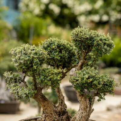 Μπονσάι Ελιάς 18