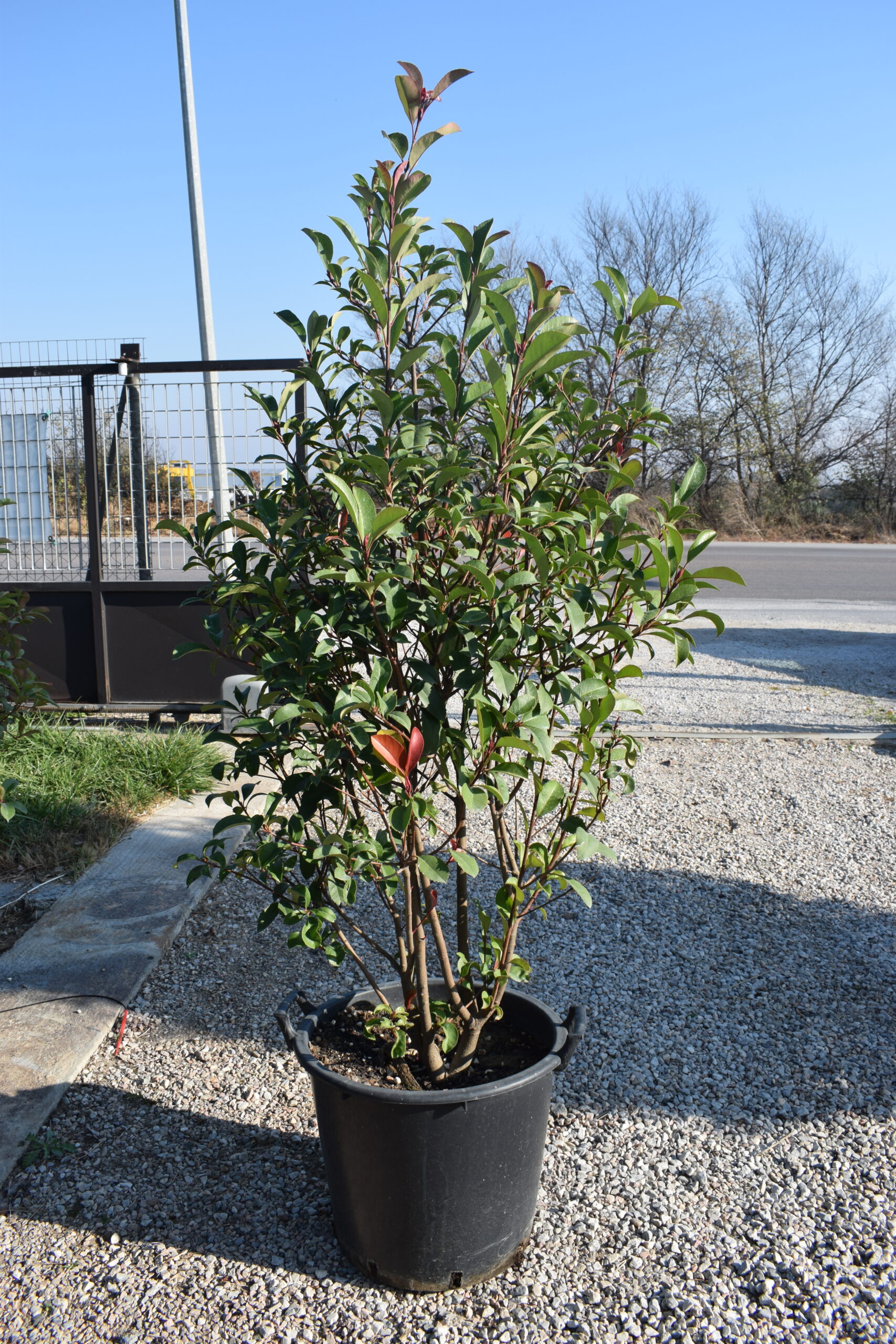 Φωτίνια - Image 3