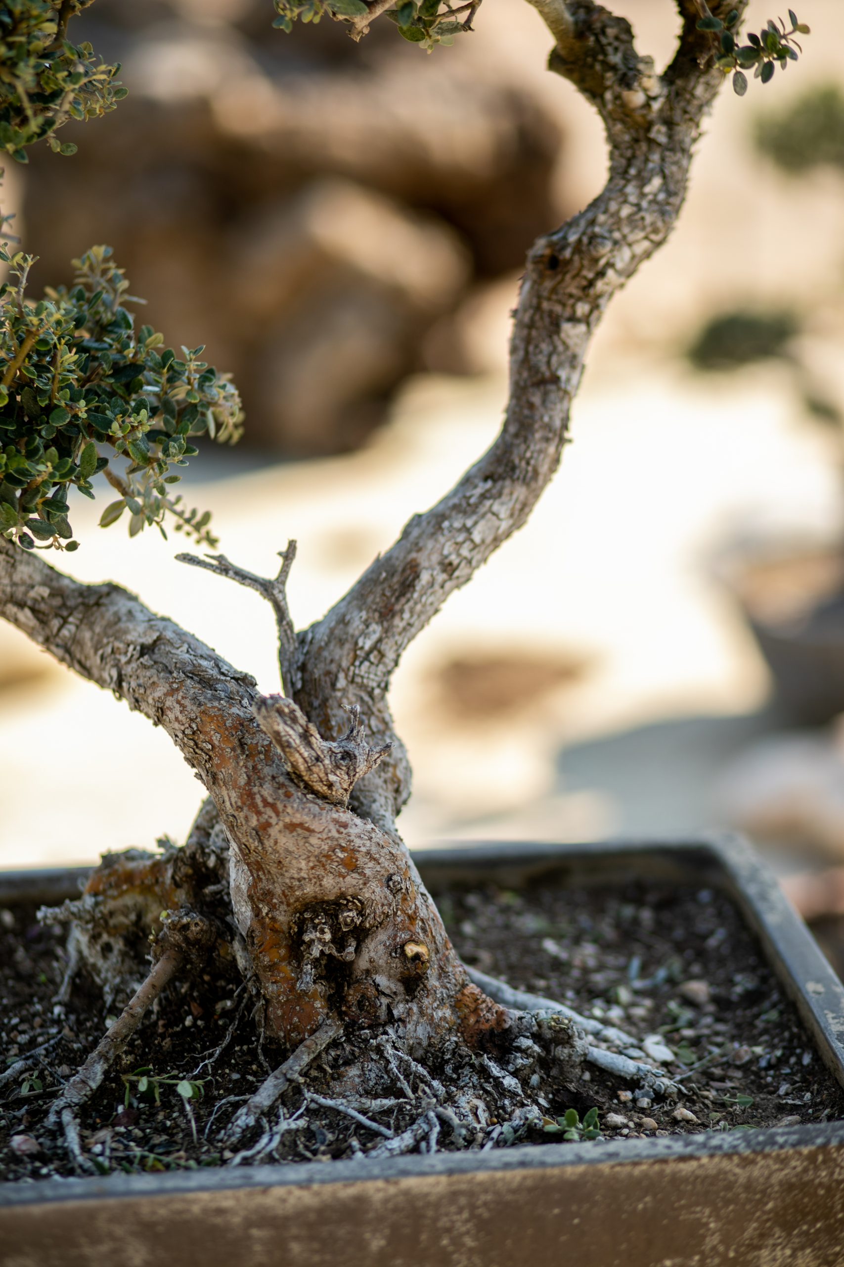 Μπονσάι Ελιάς 43 - Image 2