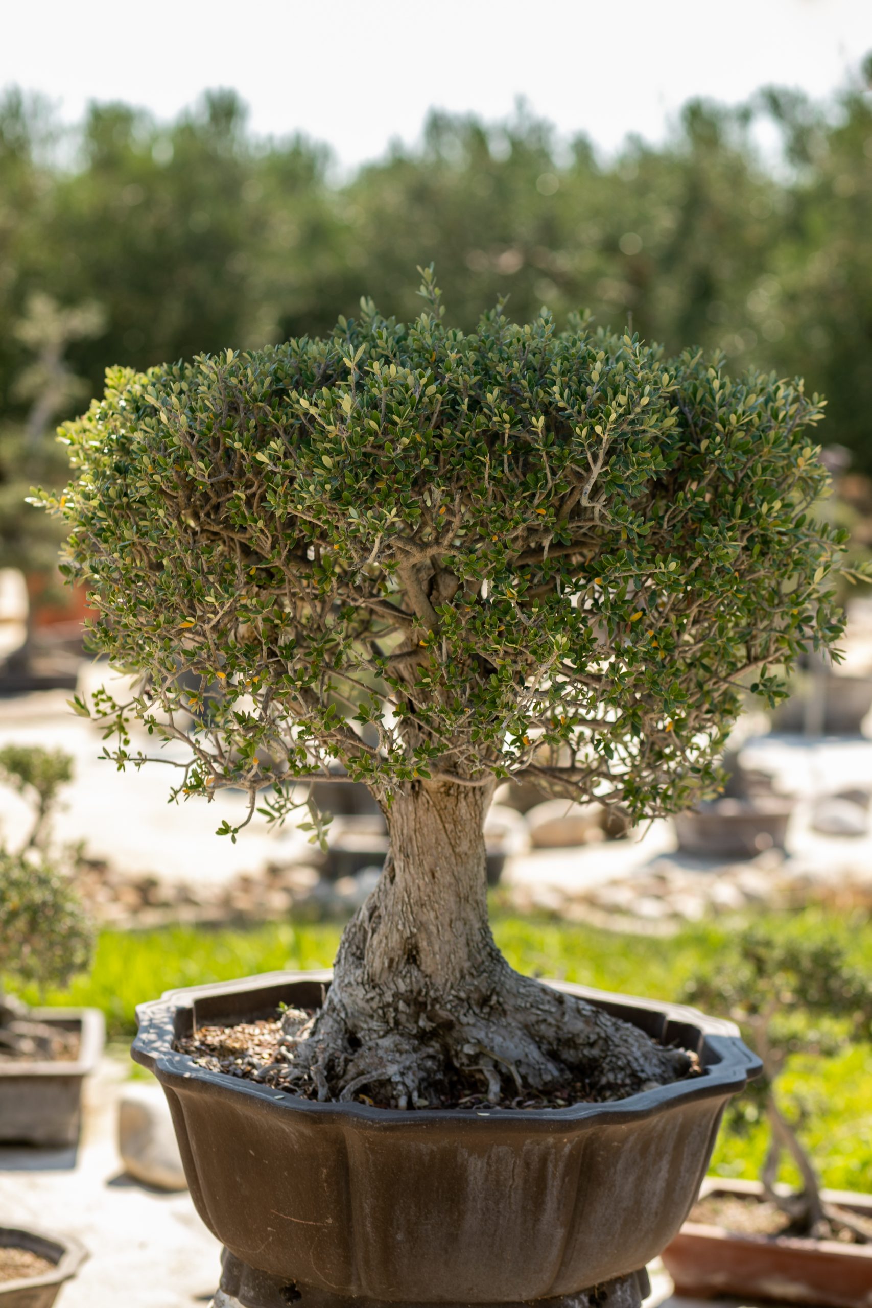 Μπονσάι Ελιάς 34 - Image 2