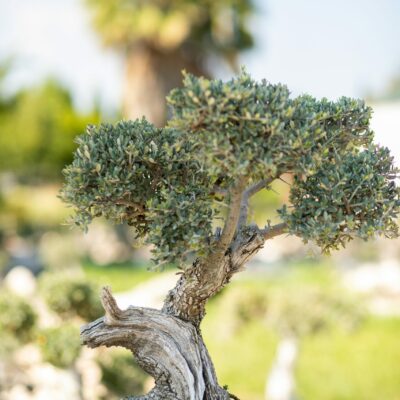 Μπονσάι Ελιάς 42