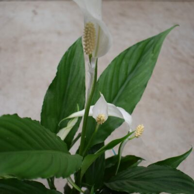 Σπαθίφυλλο