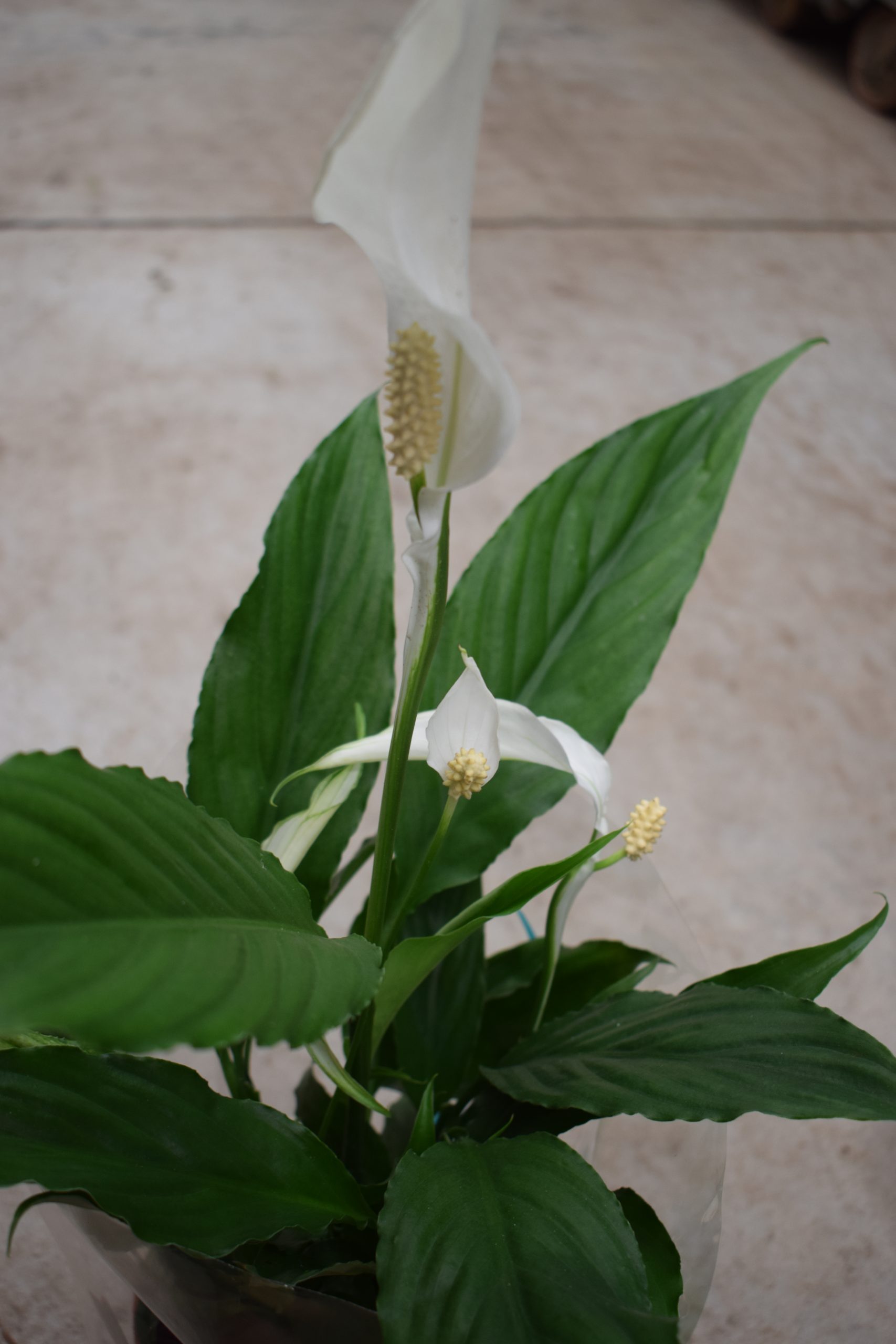 Σπαθίφυλλο