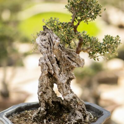 Μπονσάι Ελιάς 7