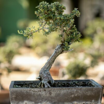 Μπονσάι Ελιάς 50