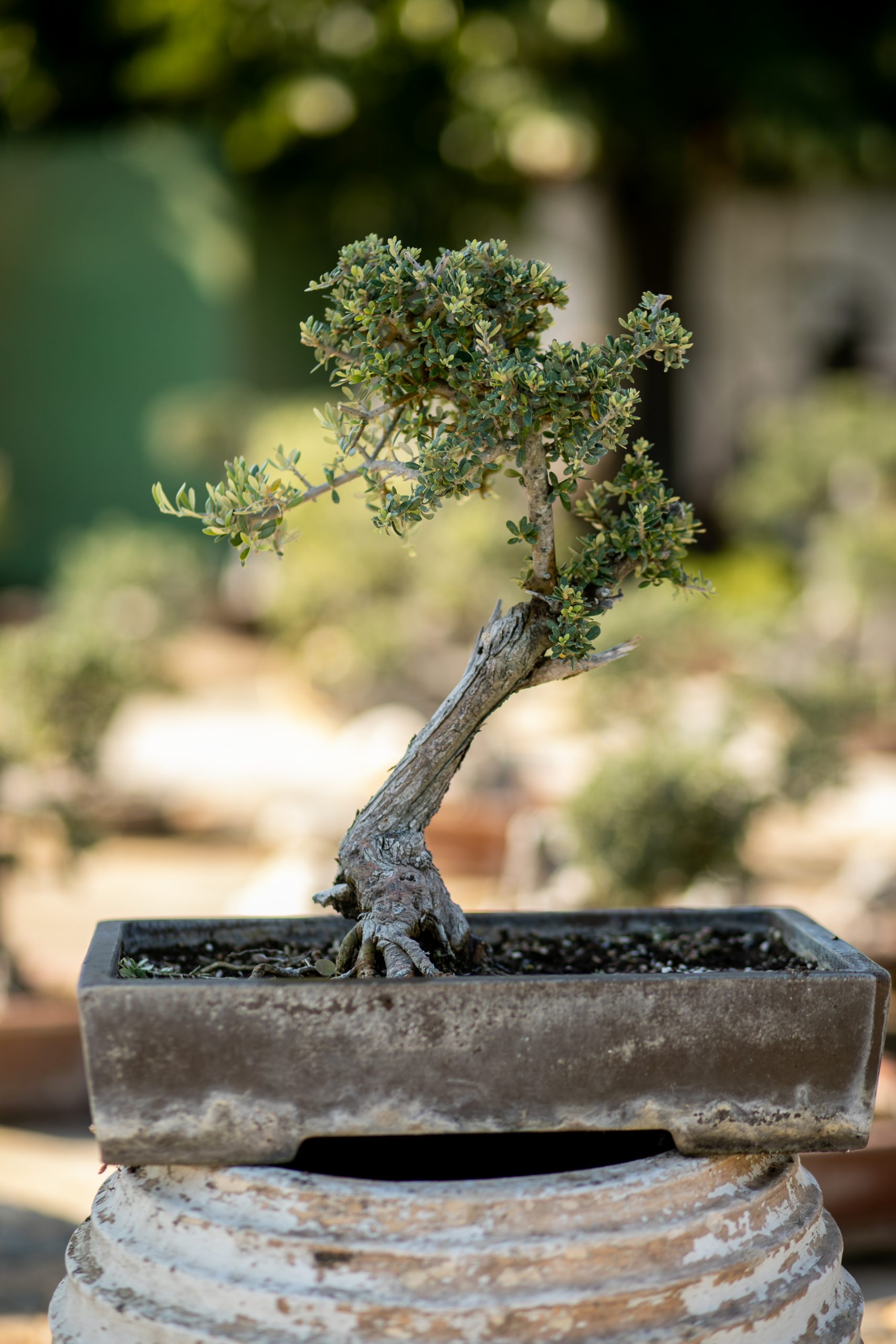 Μπονσάι Ελιάς 50