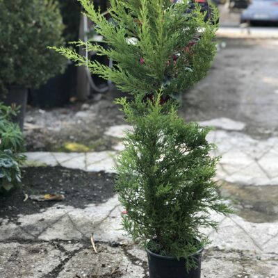 Λεμονοκυπάρισσο "Gold Crest"