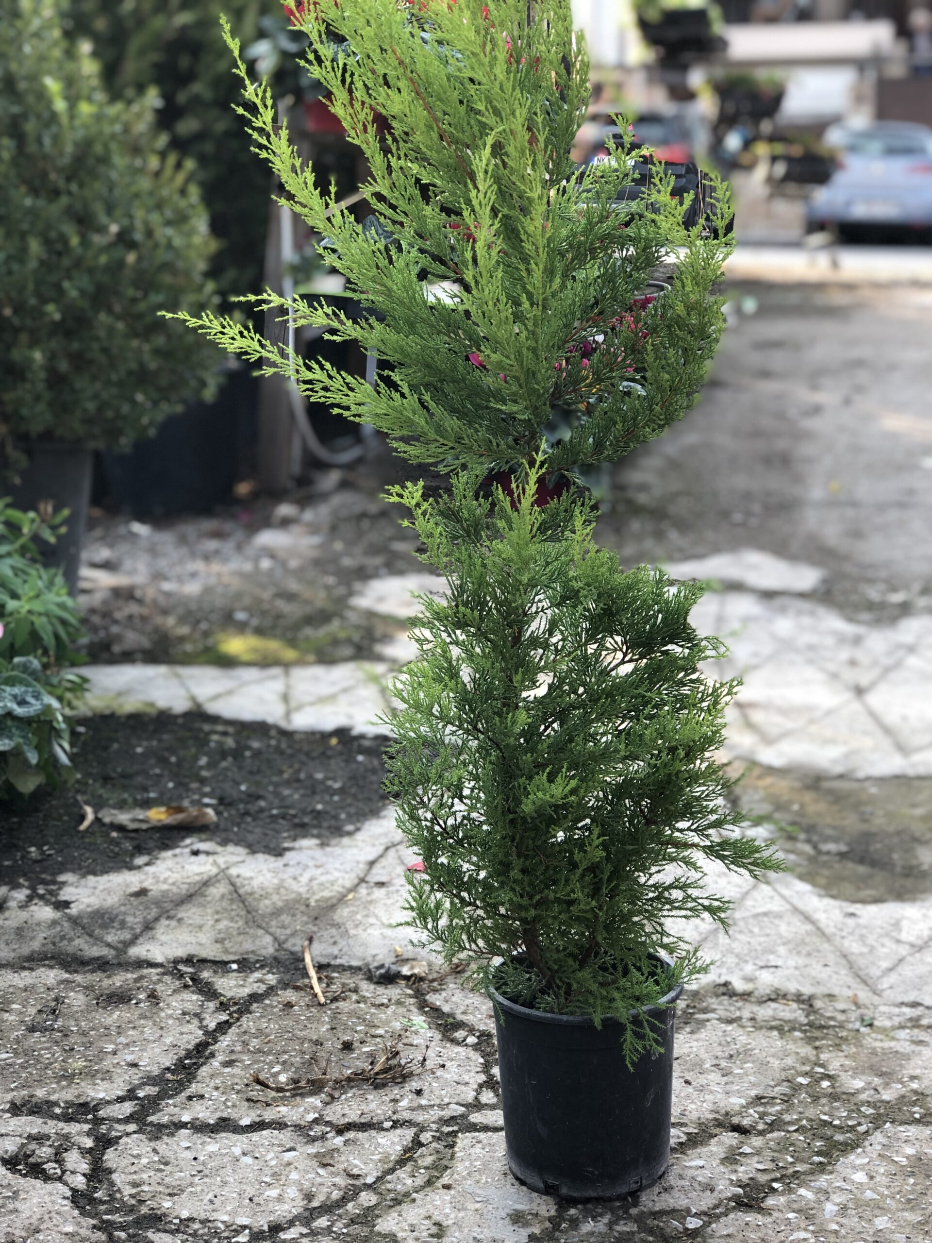 Λεμονοκυπάρισσο "Gold Crest"