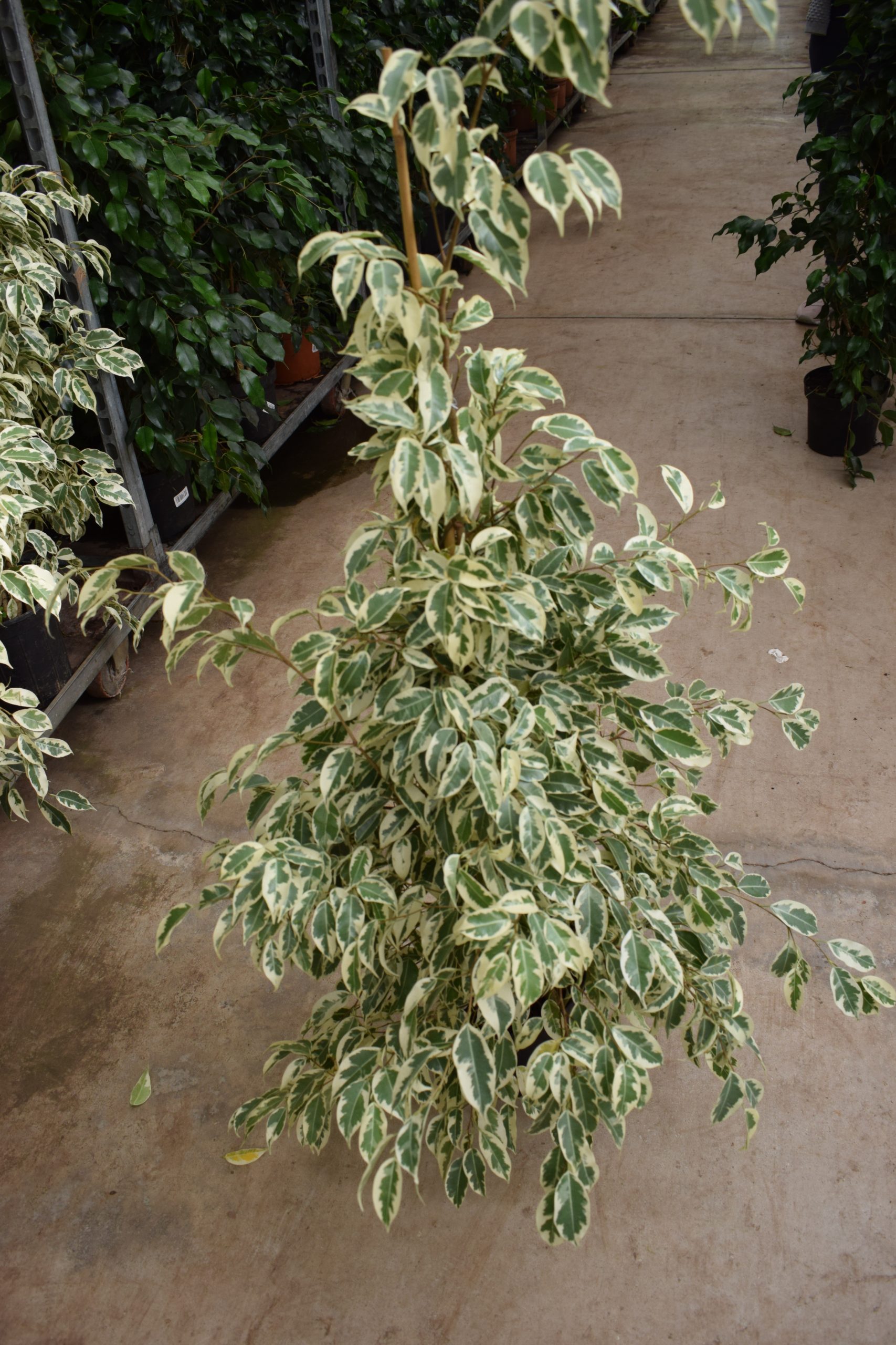 Φίκος Μπέντζαμιν - Image 2