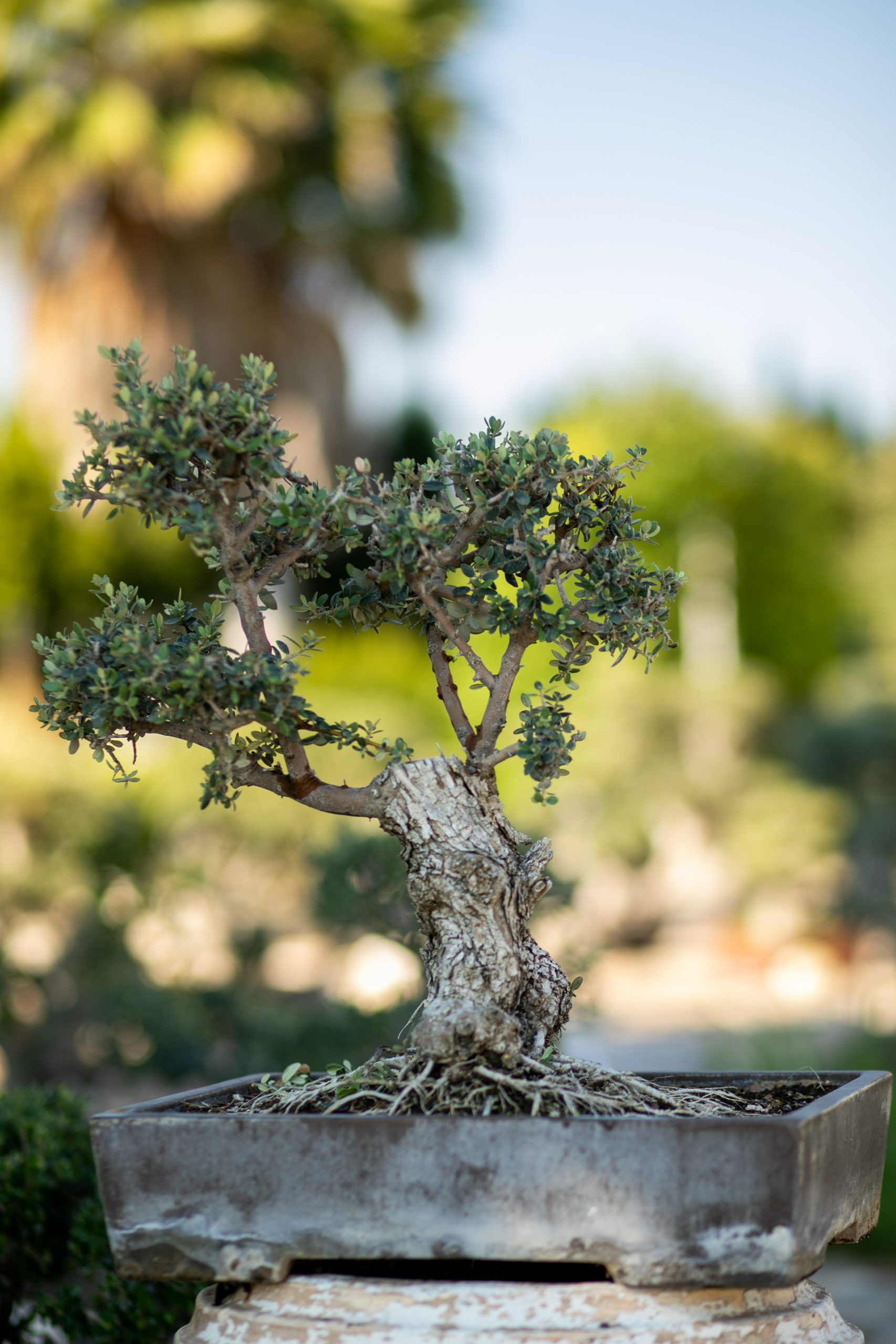 Μπονσάι Ελιάς 54 - Image 2