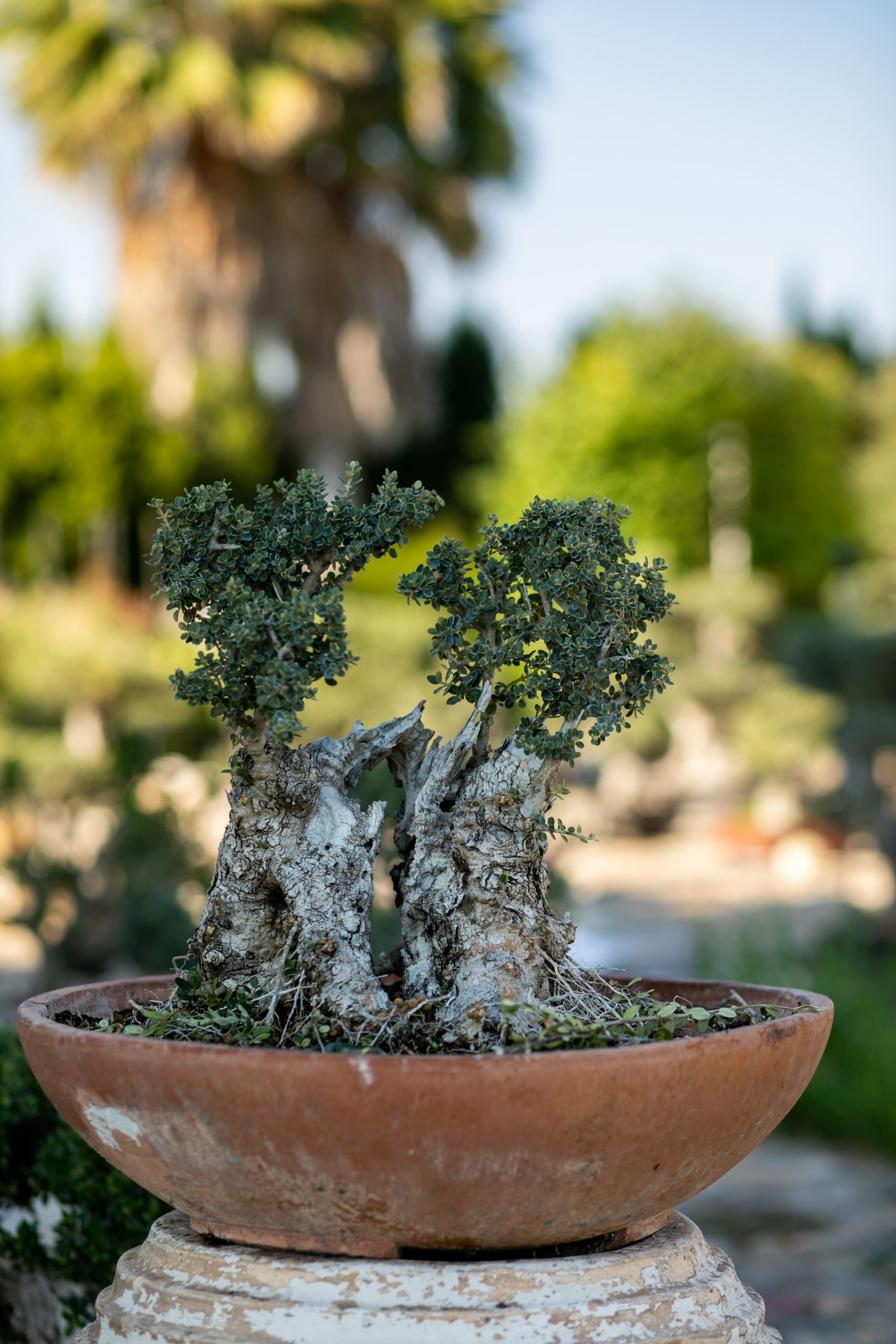 Μπονσάι Ελιάς 55 - Image 2