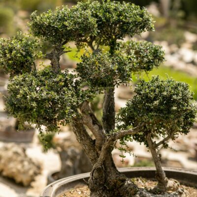 Μπονσάι Ελιάς 28