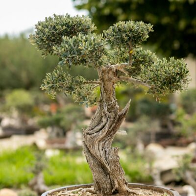 Μπονσάι Ελιάς 19