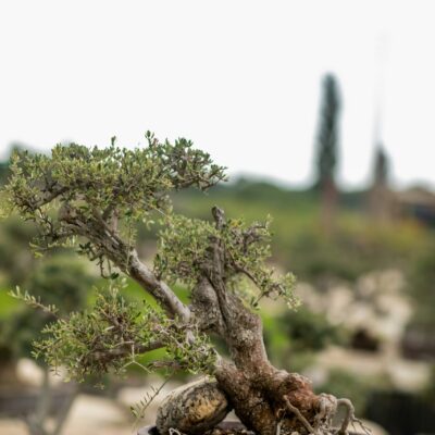 Μπονσάι Ελιάς 14