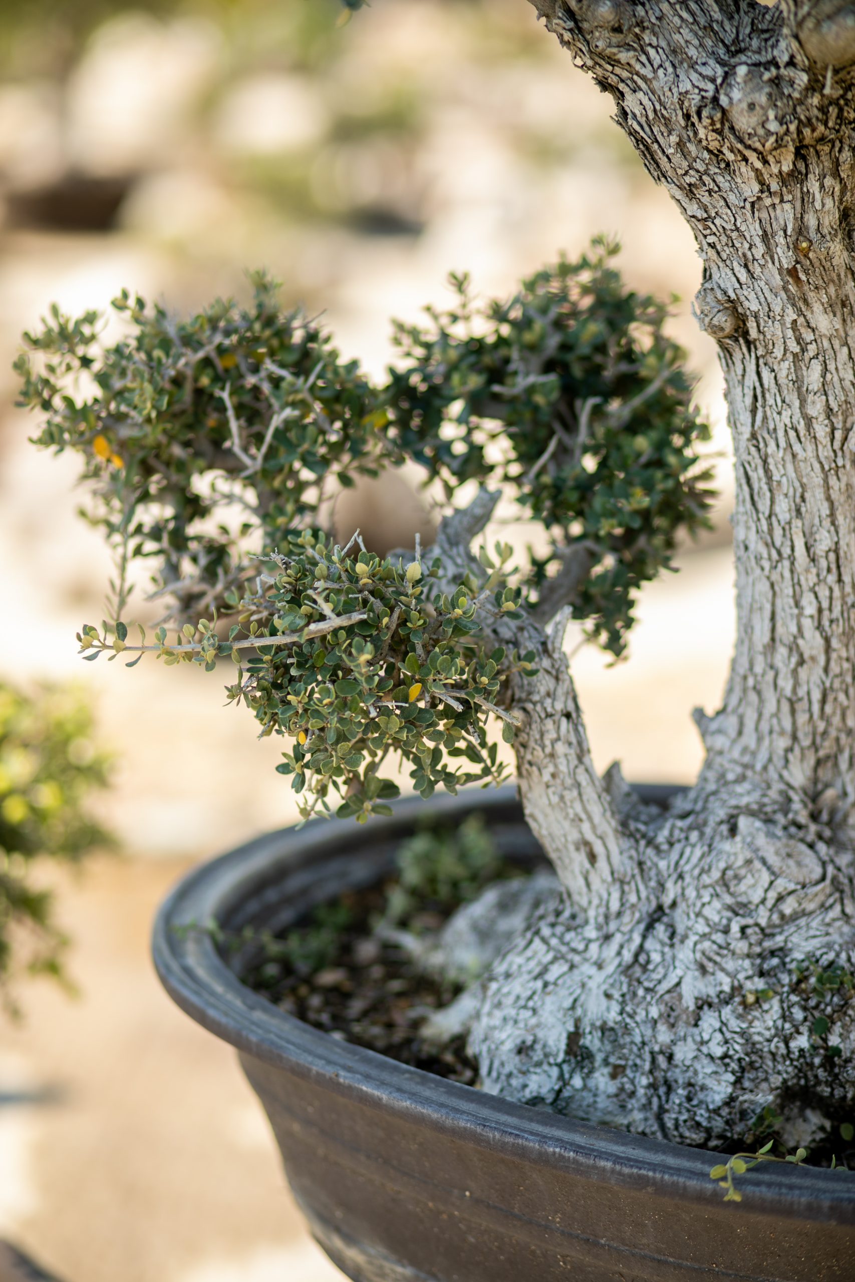 Μπονσάι Ελιάς 38 - Image 3