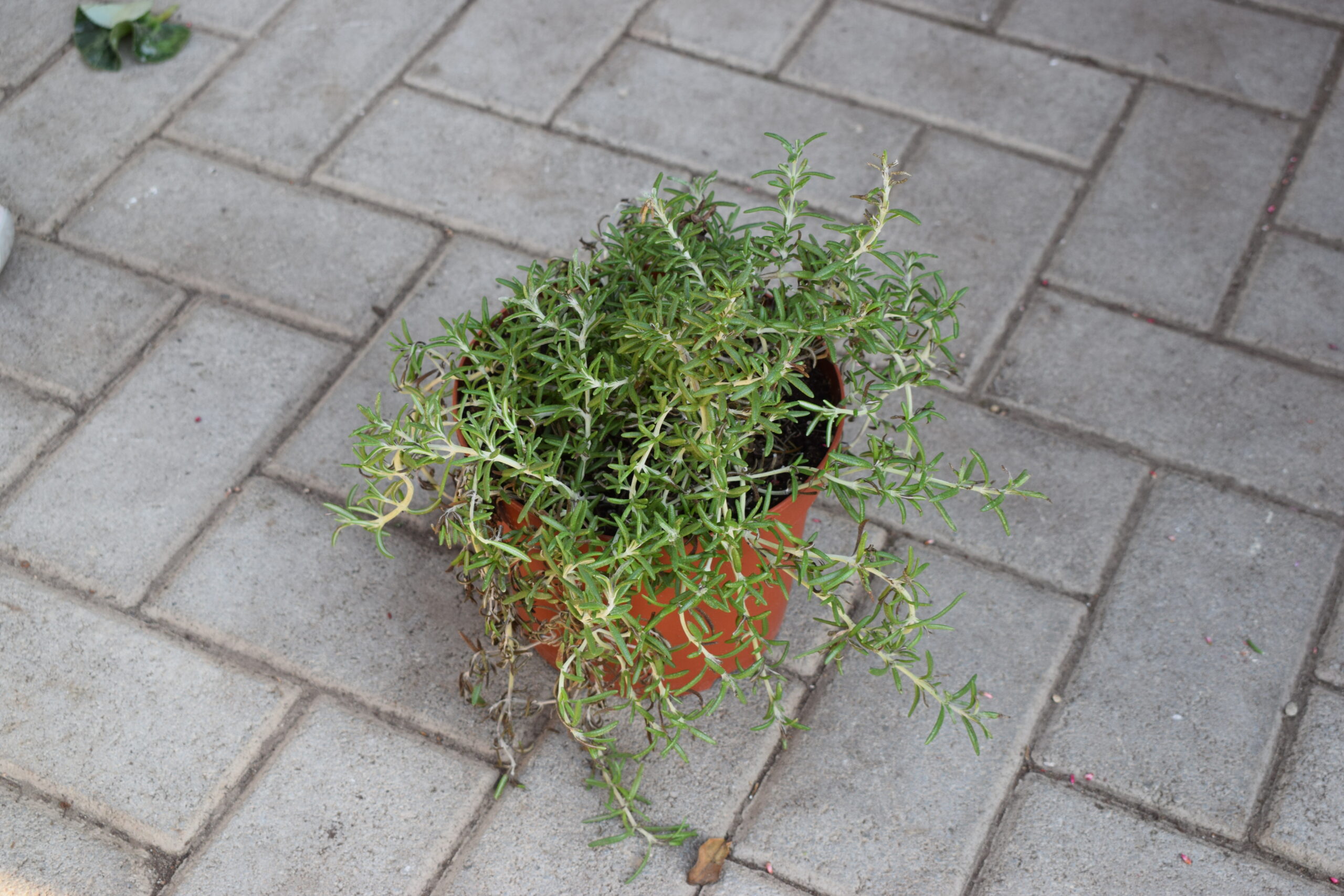 Δενδρολίβανο έρπων - Image 2