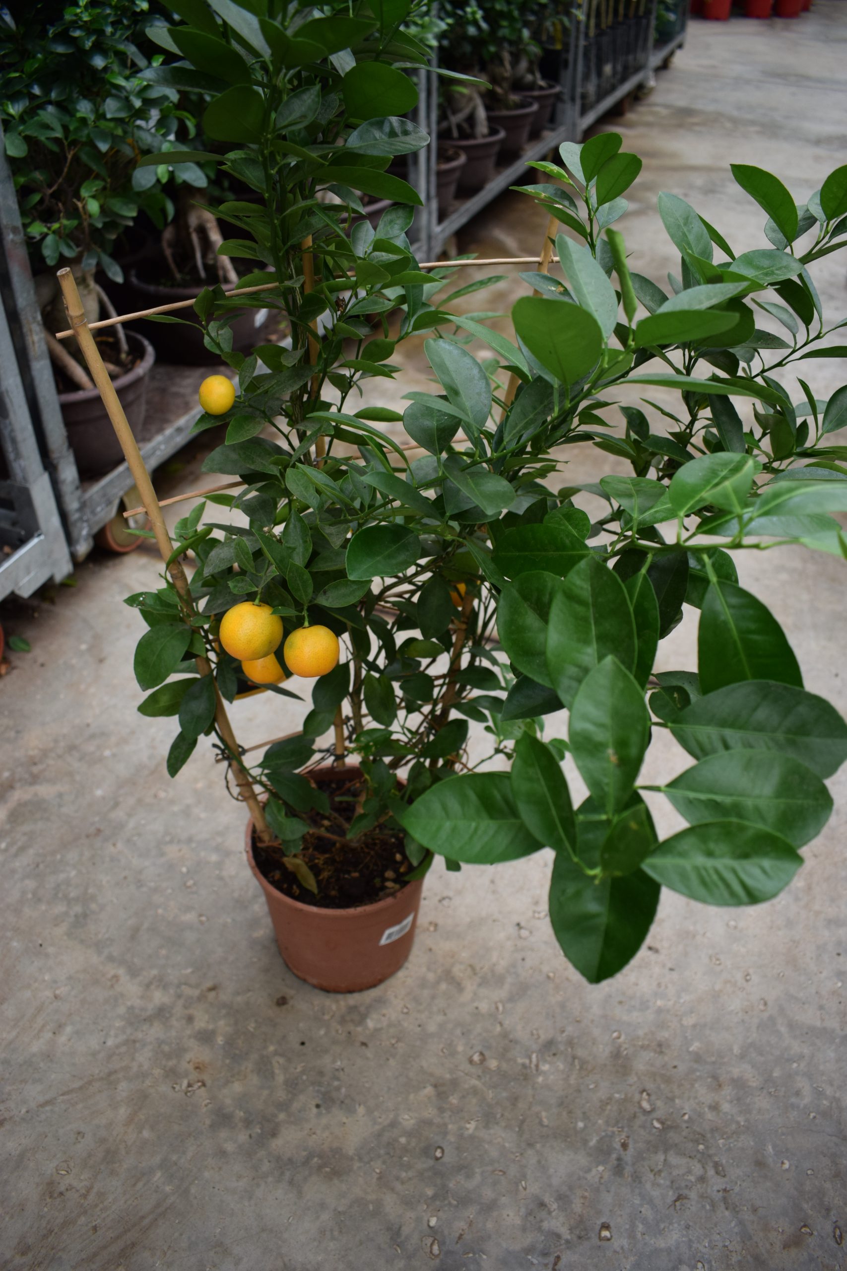 Καλαμοντίνη - Image 2