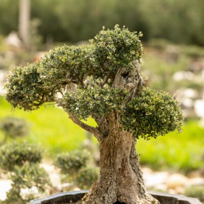 Μπονσάι Ελιάς 20