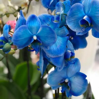 Ορχιδέα Φαλαίνοψις Μπλε Special