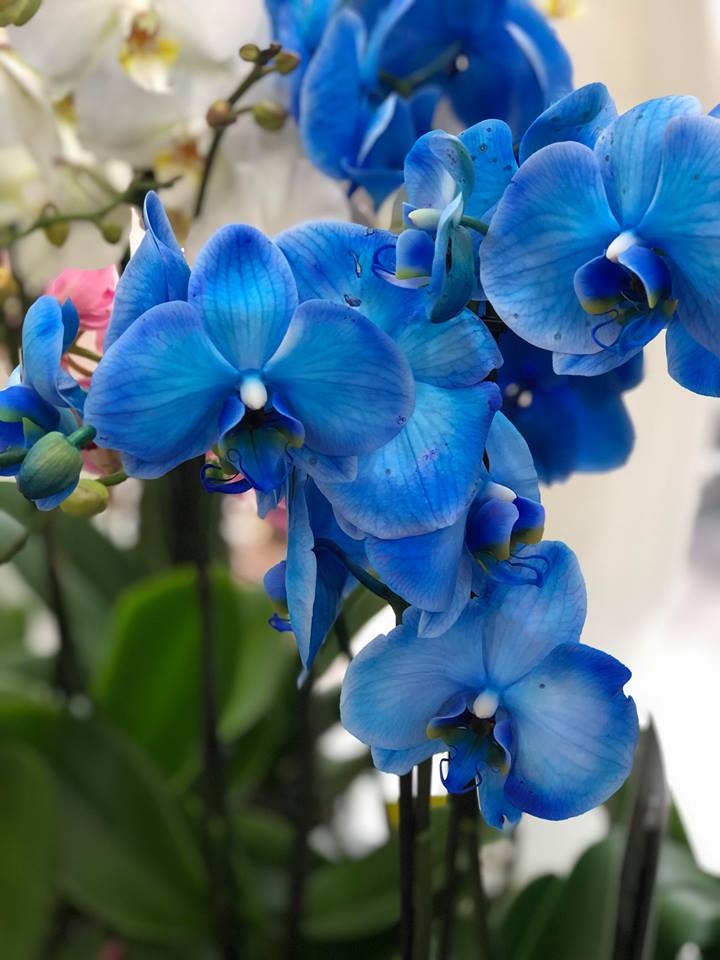 Ορχιδέα Φαλαίνοψις Μπλε Special