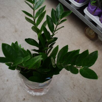 Ζαμιοκούλκας ή Ζάμια