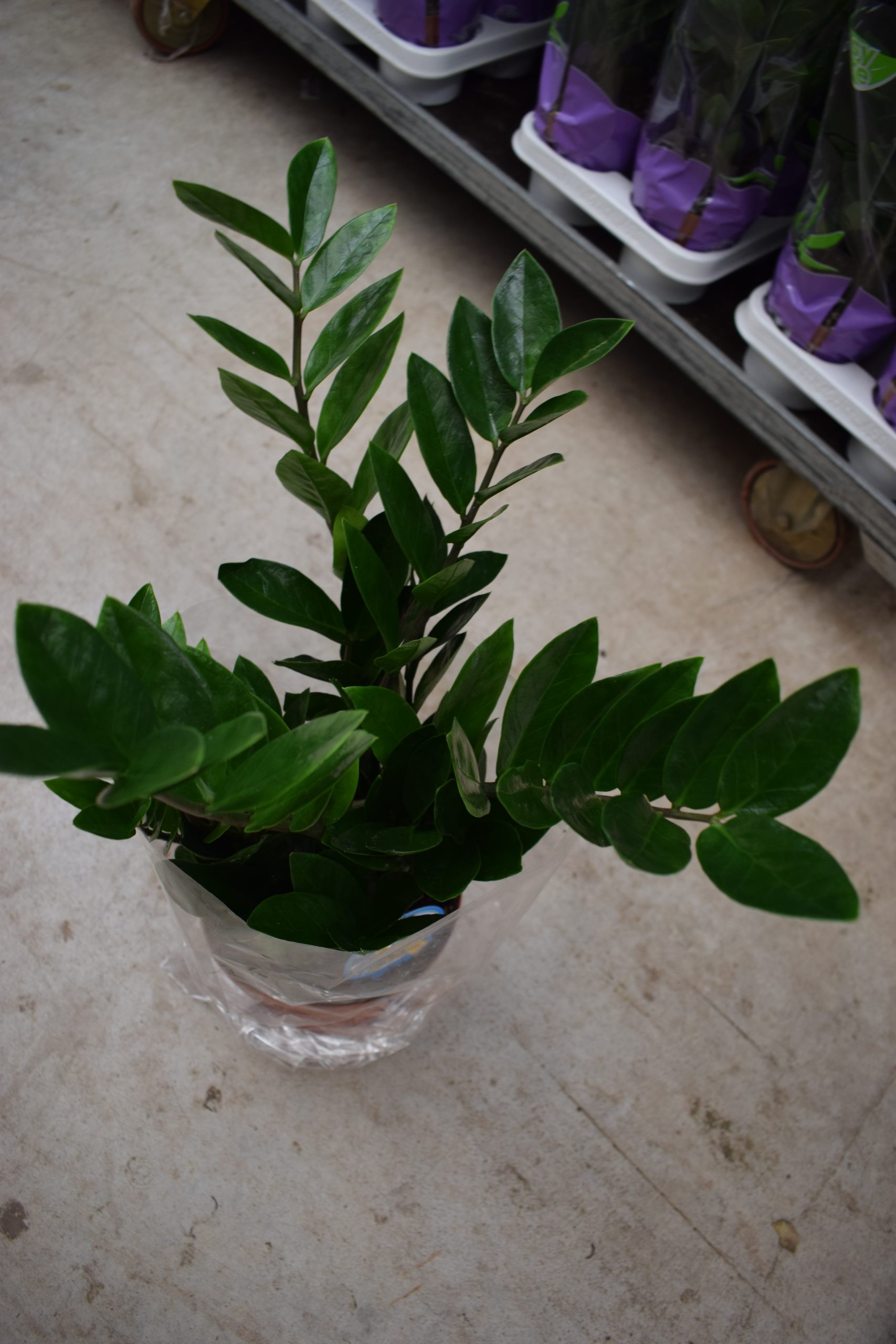 Ζαμιοκούλκας ή Ζάμια