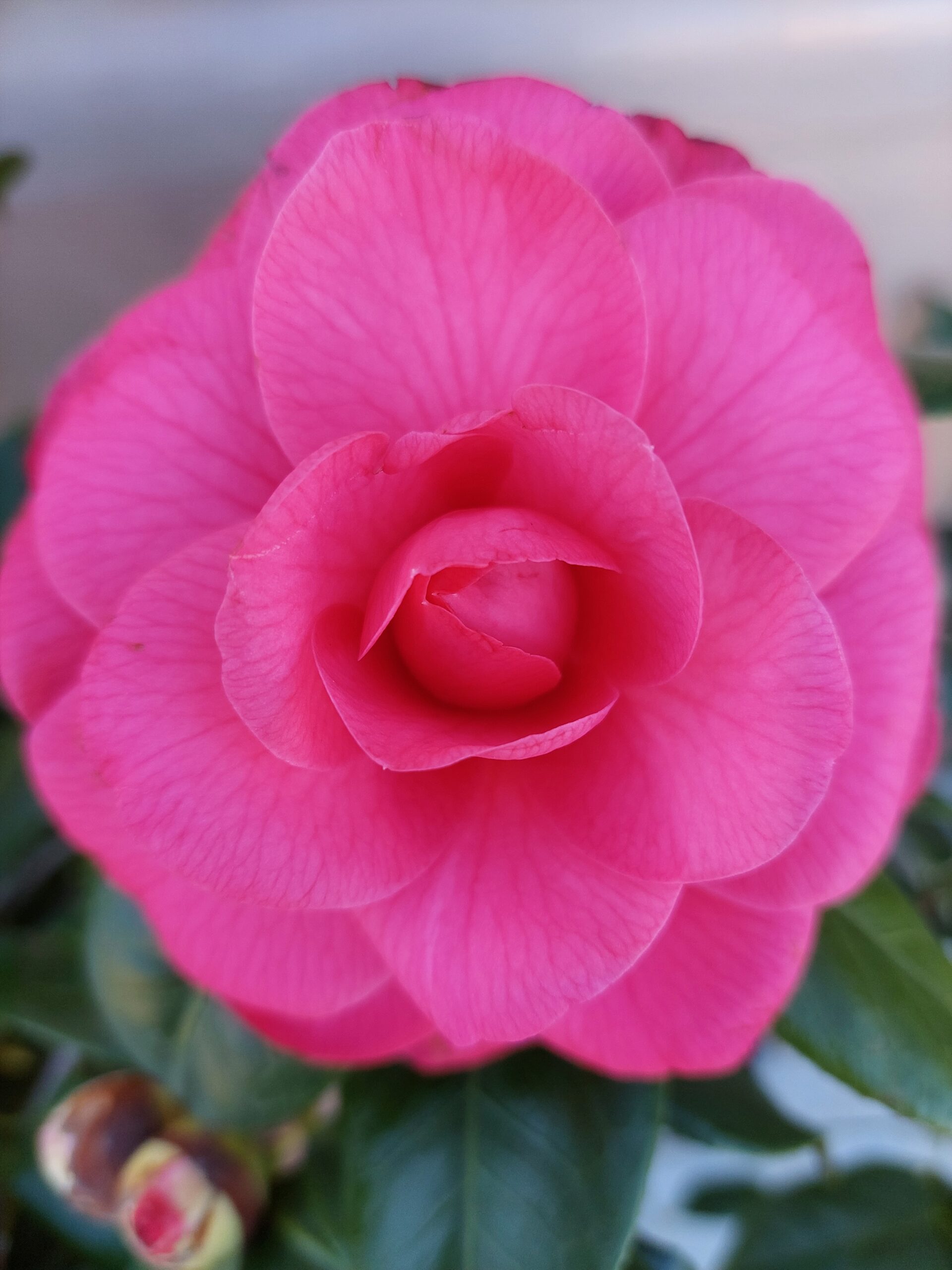 Καμέλια - Image 3