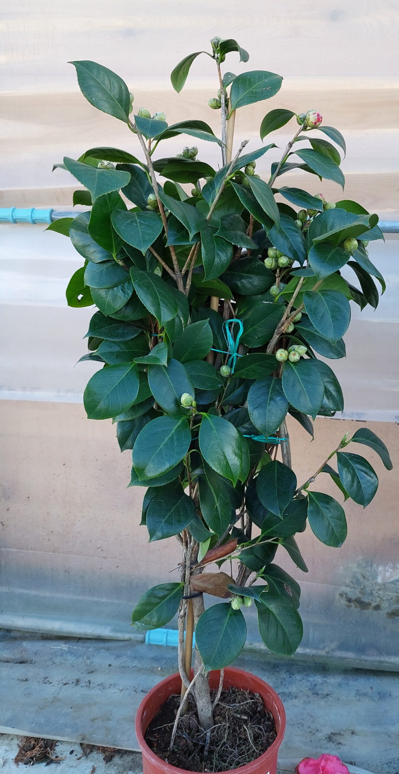 Καμέλια - Image 4