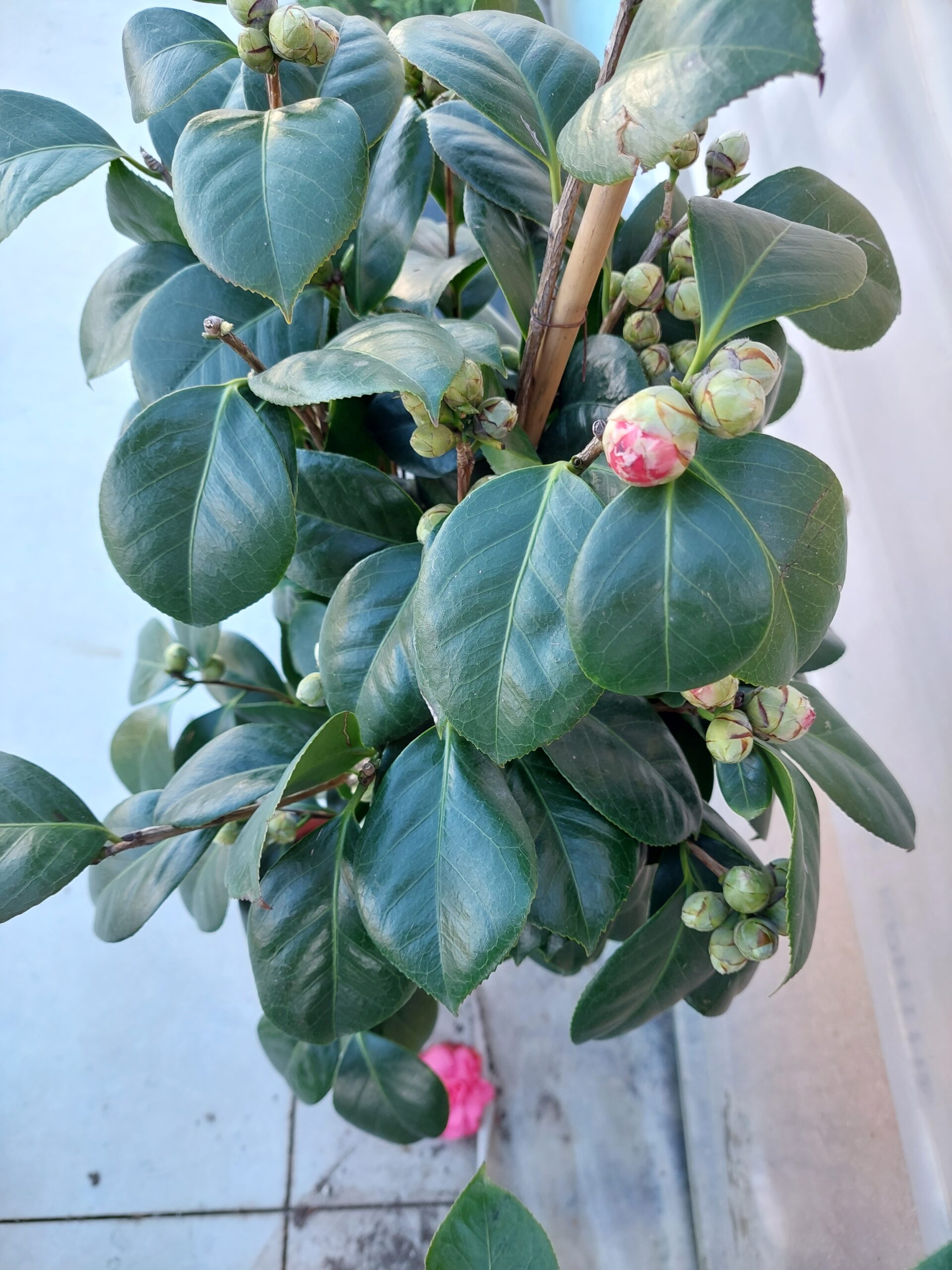 Καμέλια - Image 5