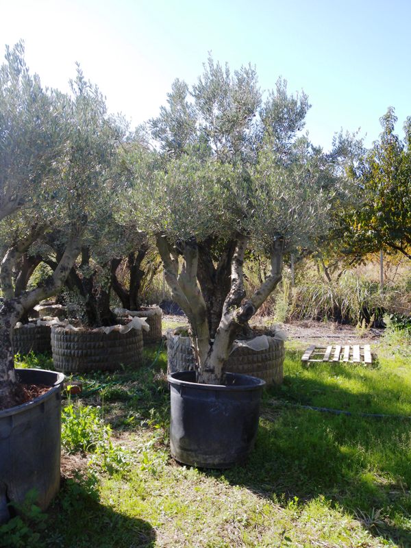 Ελιές - Image 2