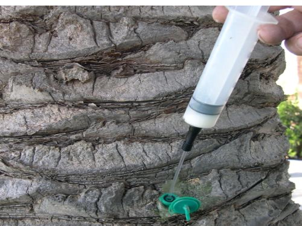 Εγχυτήρας για φοίνικες