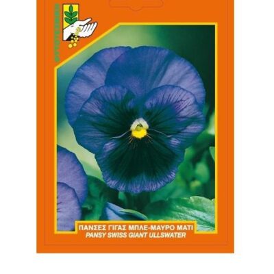 Πανσές γίγας μπλε-μαύρο μάτι