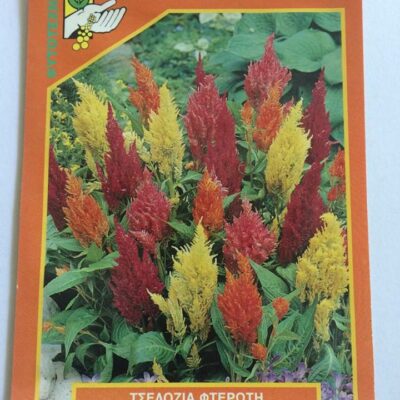 Τσελόζια φτερωτή