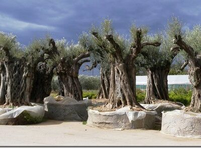 Υπεραιωνόβιες Ελιές
